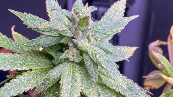 Chanvre de synthèse: que choisir pour votre santé ?