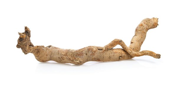 Tongkat ali : retrouver vitalité et santé après 50 ans